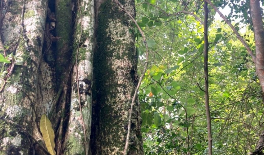 Estudia UNAM fauna del Parque Ecológico Biósfera El Cielo