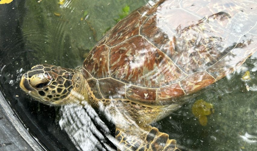 Llama Comisión de Parques a no caer en la ilegalidad transportando fauna silvestre