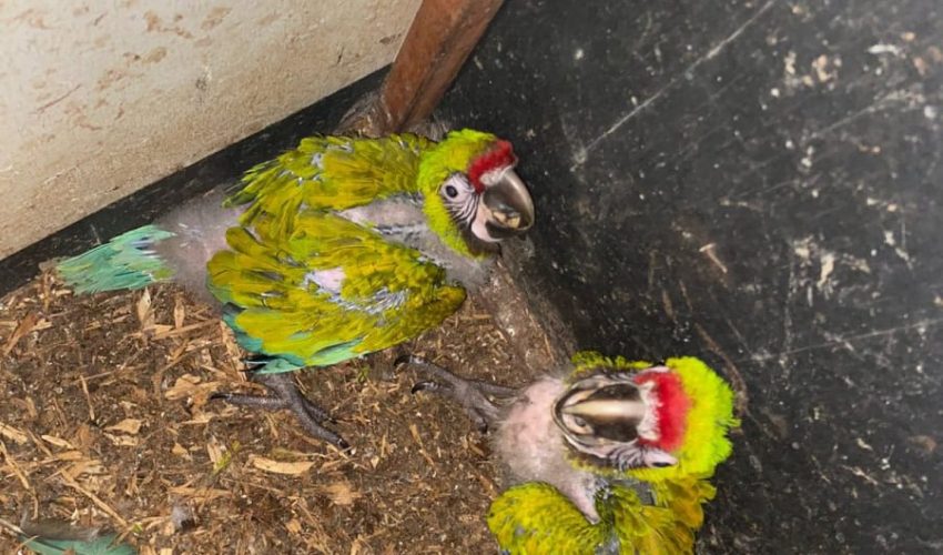 Nacen en Zoológico Tamatán dos polluelos de Guacamaya Verde del Golfo: CPBT
