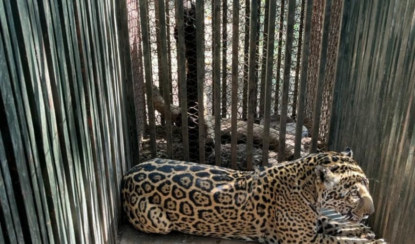 Instala Comisión de Parques collar de monitoreo en jaguar