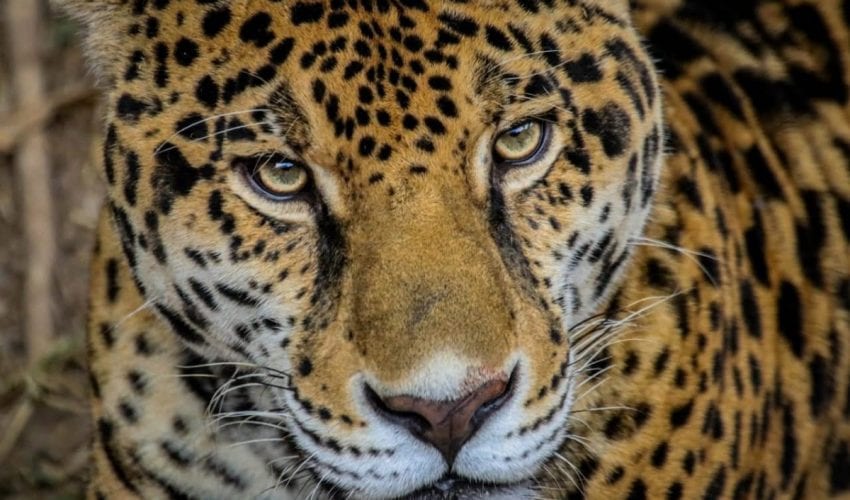 Trabaja Tamaulipas en seis programas de conservación