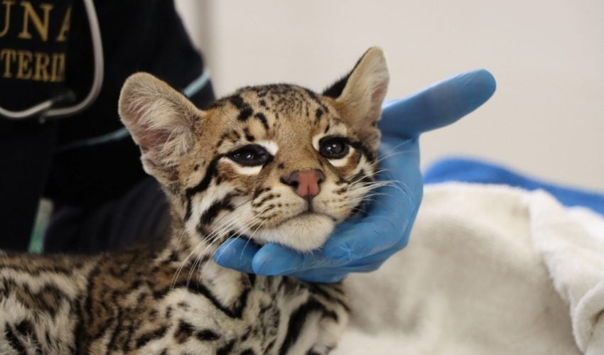 Libera Comisión de Parques a cocodrilo, mientras que ocelote permanece en el zoológico de Tamatán