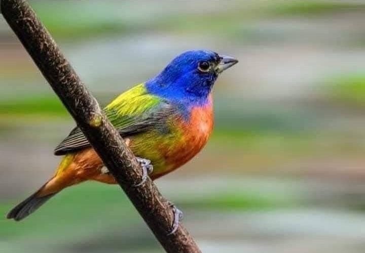 Tiene Tamaulipas una gran riqueza de aves : Comisión de Parques