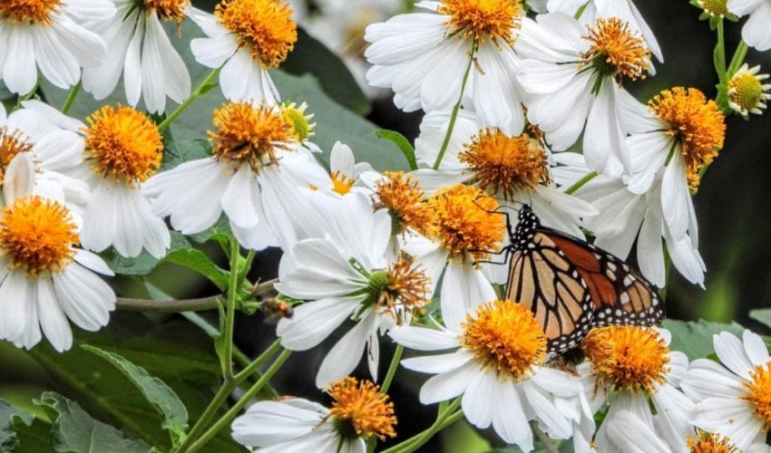 Fortalece la Comisión de Parques, jardines polinizadores y monitoreo de especies