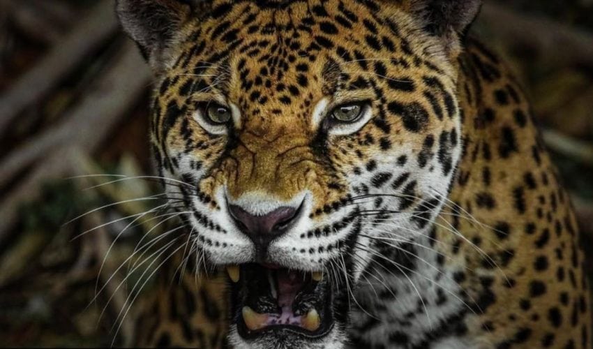 Ofrece Comisión de Parques material didáctico en su página