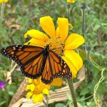 Facilita Tamaulipas migración de la mariposa monarca: CPBT