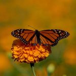 Impulsa Tamaulipas polinización en ruta de la mariposa monarca