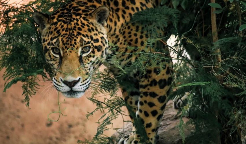 Lanza Comisión de Parques cruzada en pro del jaguar