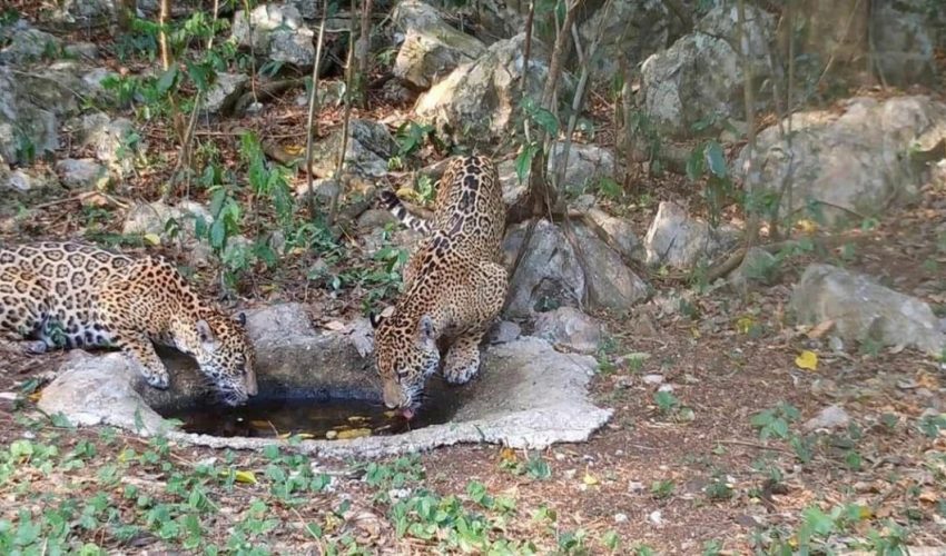 Libera Comisión de Parques cinco jaguares en Tamaulipas