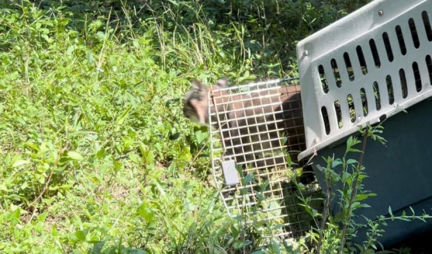 Devuelve Comisión de Parques fauna silvestre a la naturaleza