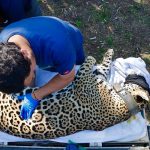 Jaguar rescatado sano y salvo en Gómez Farías: Comisión de Parques