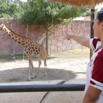 Ofrece Comisión de Parques Zoo Visitas