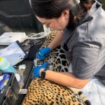 Rescata y libera Comisión de Parques y Biodiversidad a jaguar en Llera