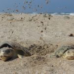 Preparan operativos en playas por arribo de tortugas durante Semana Santa