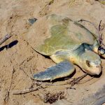 Intensifica Tamaulipas monitoreo y resguardo de nidos de tortuga lora