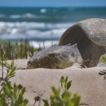 Avanza temporada de anidación de tortuga lora; suman más de 16 mil huevos protegidos