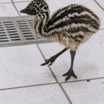 Nacen ejemplares de emú en el Zoológico Tamatán