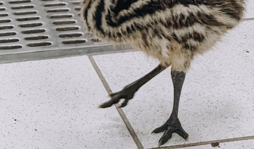 Nacen ejemplares de emú en el Zoológico Tamatán