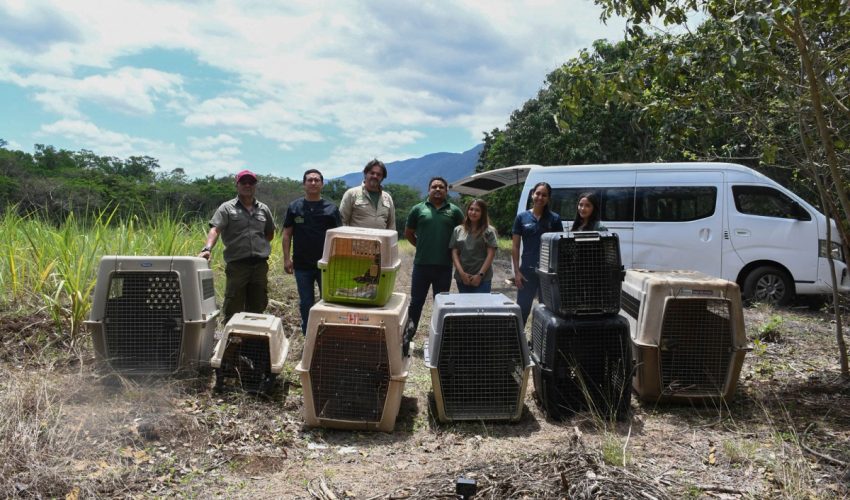 ¡Vuelven a la vida silvestre! Tamaulipas libera especies tras rehabilitación especializada