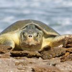 Continúa temporada de anidación de tortuga lora; se resguardan más de 28 mil huevos