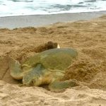 Registra Tamaulipas más de 207 mil huevos de tortuga lora en temporada 2026