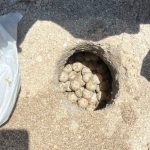 Supera Tamaulipas los 222 mil huevos de tortuga lora protegidos