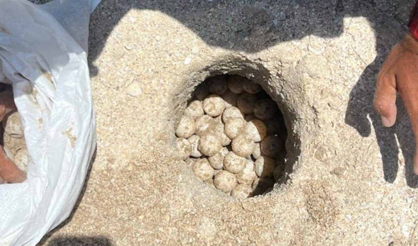 Supera Tamaulipas los 222 mil huevos de tortuga lora protegidos