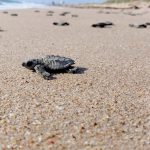 Inician en Tamaulipas primeras liberaciones de tortuga lora de la temporada 2026