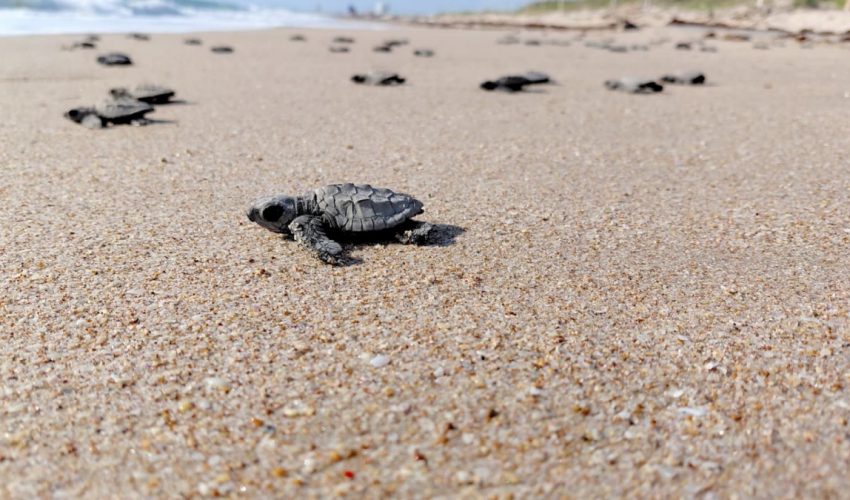 Inician en Tamaulipas primeras liberaciones de tortuga lora de la temporada 2026