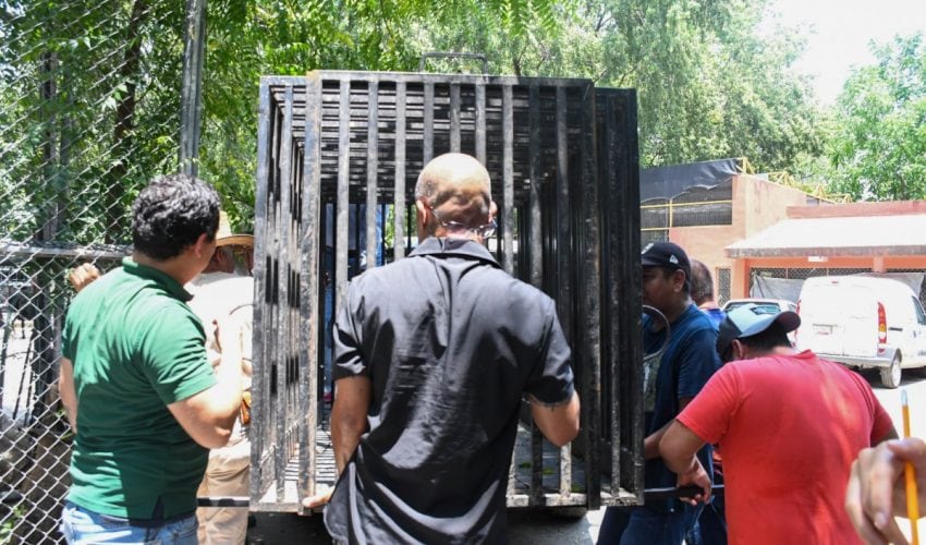 Libera Tamaulipas a jaguar rescatado tras recibir atención médica especializada