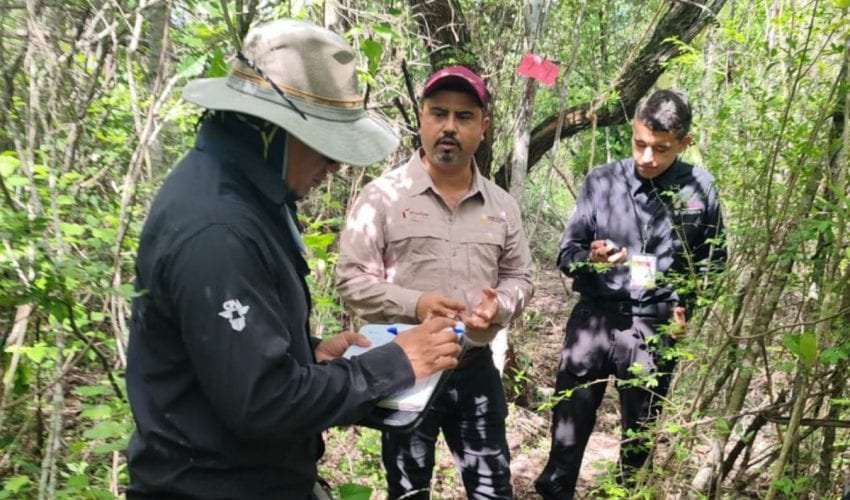 Refuerza Tamaulipas la vigilancia para proteger a la paloma ala blanca