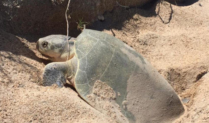 La naturaleza sigue su curso, inicia temporada de anidación de Tortuga Lora
