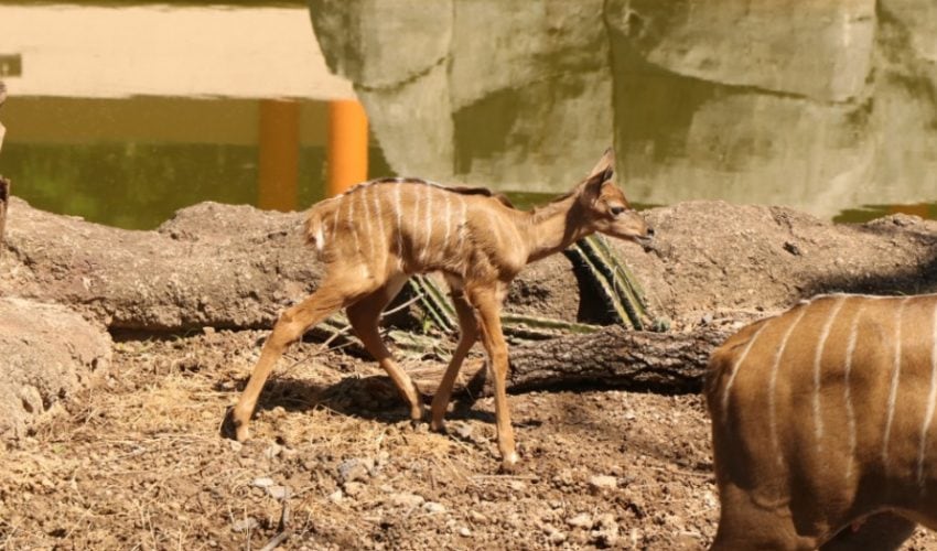 La conservación no se detiene