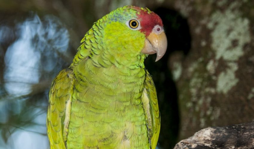 Protección de Loros, Cotorras y Guacamayas en Peligro de extinción en Tamaulipas