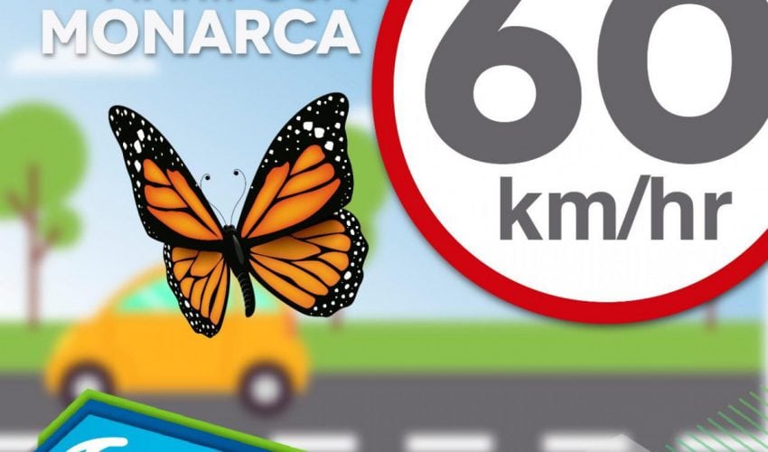 Tamaulipas recibe a la Mariposa Monarca