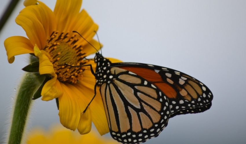 Entregan apoyos para la conservación de  áreas de alimentación de la Mariposa Monarca en Tamaulipas.