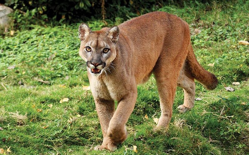 Firman convenio de cooperación Tamaulipas y Texas