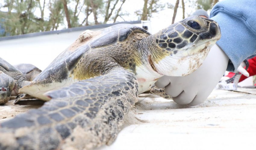 SE RESCATAN TORTUGAS MARINAS AFECTADAS POR EL FRÍO