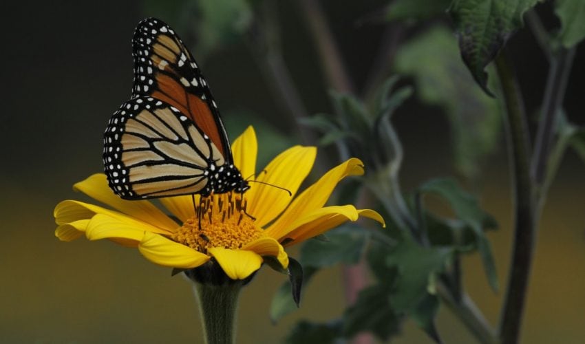 Vuela Mariposa Monarca al 8vo. Festival  en Tamaulipas