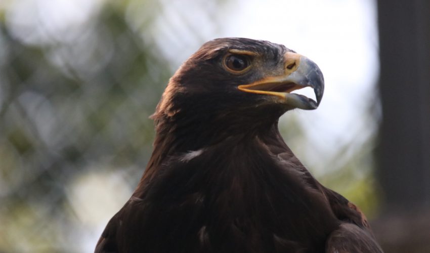 Royal Eagles kommen im Tamatán Zoo an