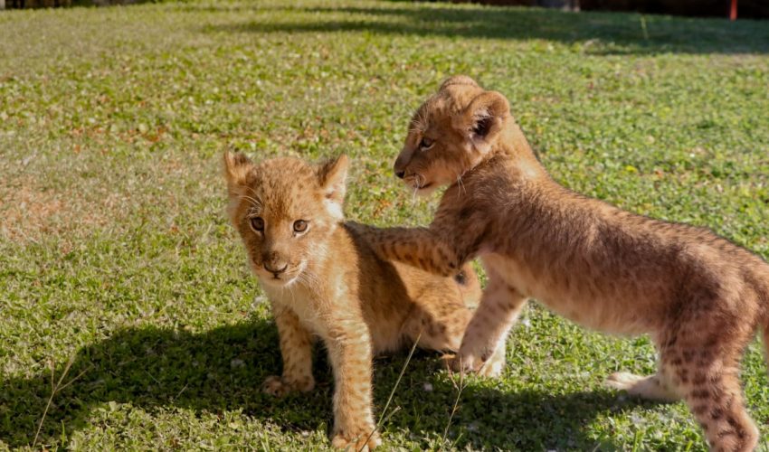 Drei Tiere kommen im Tamatán Zoo an