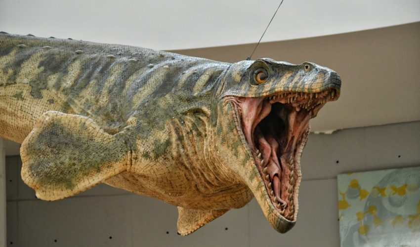 Llega nuevo integrante al TAMux