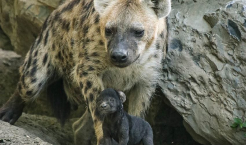 Nacen crías de hiena moteada en Zoo Tamatán de Ciudad Victoria