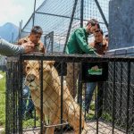 Recibe  Zoológico Tamatán en Ciudad Victoria seis felinos