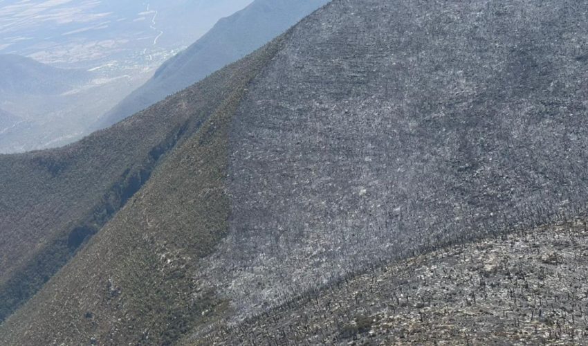 Continúan labores para el control y liquidación de incendio forestal en el Cerro El Tepozán