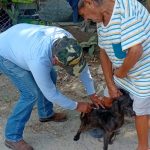 Realizará SST e IMSS-Bienestar campaña masiva de vacunación antirrábica