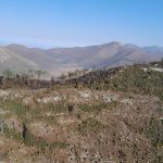 Controlado incendio forestal “Puerto del Volcán” en Miquihuana