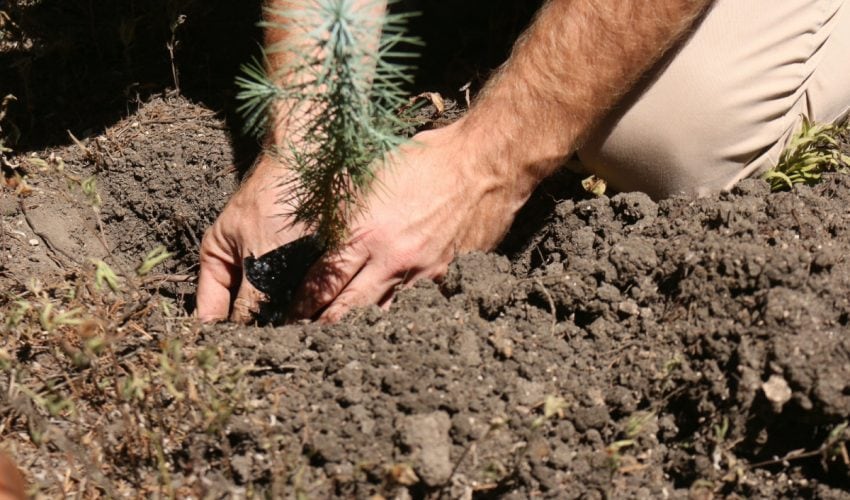 Fomenta SEDUMA acciones de reforestación y empleo temporal