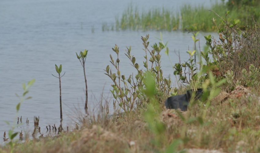 Refuerza SEDUMA reforestación de mangle en costas tamaulipecas