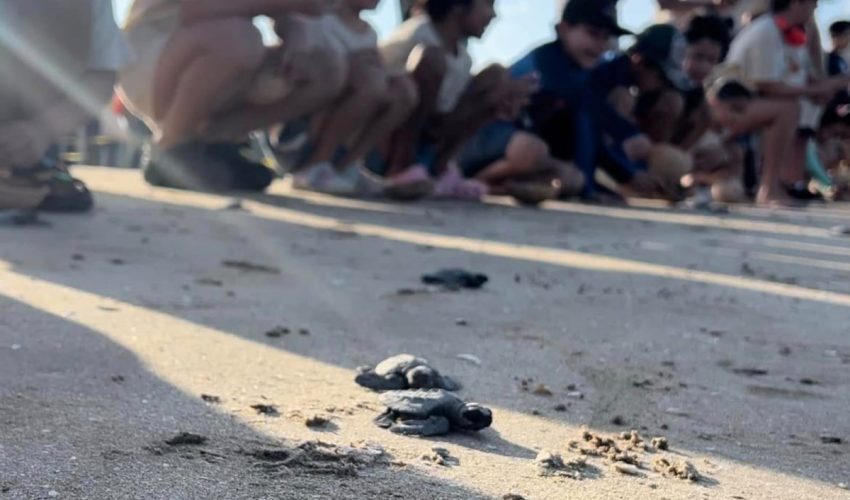 Protege Comisión de Parques y Biodiversidad más de 30 mil huevos de tortuga lora
